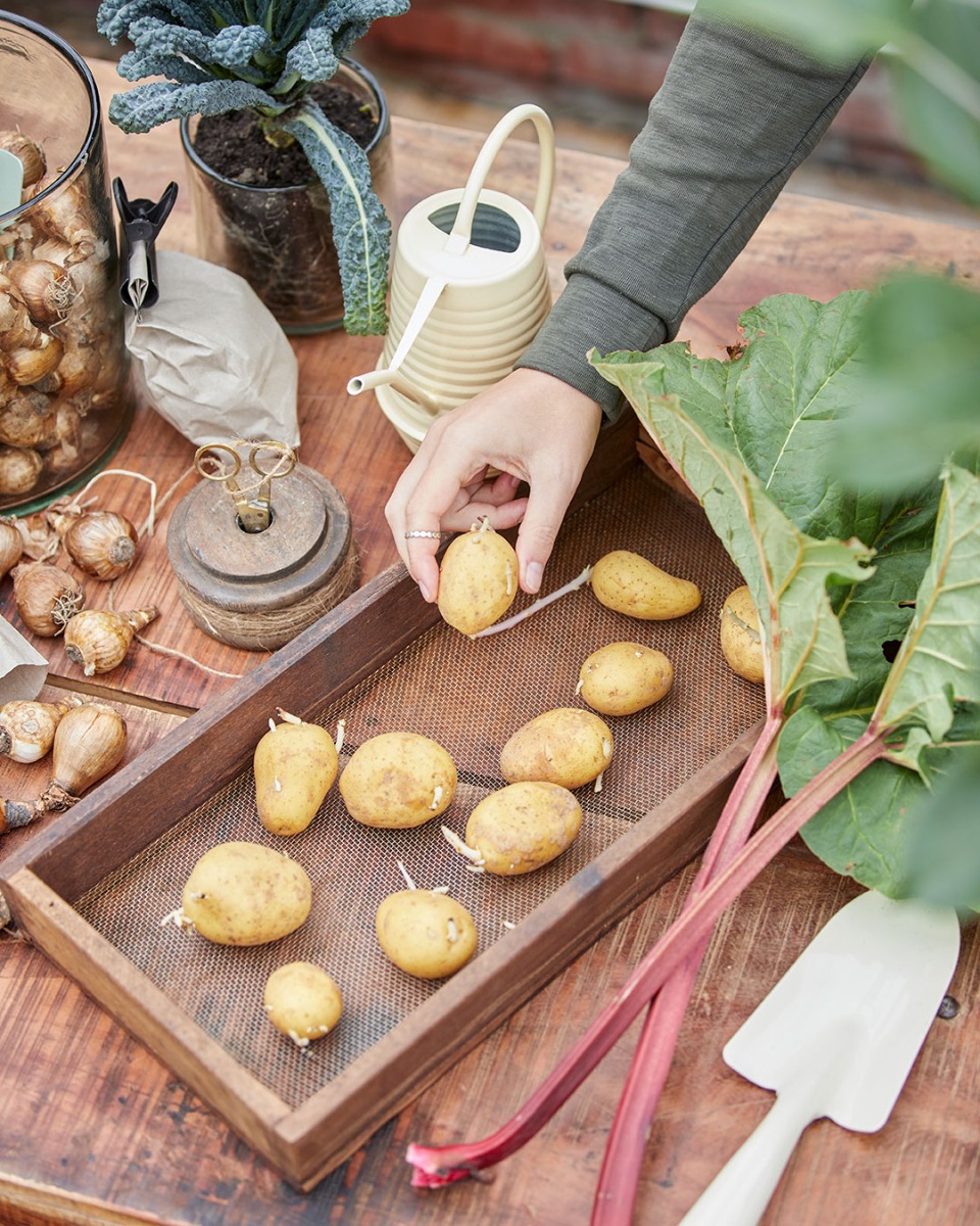 GUIDE - Grow your own potatoes